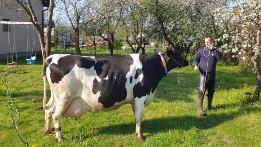 Rekorderka Tara pomela konkurenciju u proizvodnji mleka