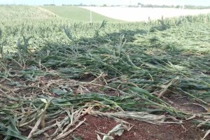 Posledice nevremena: Polegao kukuruz u okolini Subotice, ratari procenjuju štete