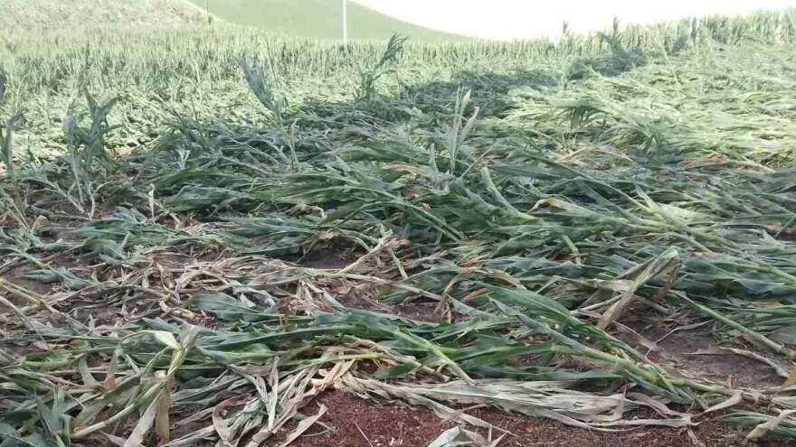 Posledice nevremena: Polegao kukuruz u okolini Subotice, ratari procenjuju štete