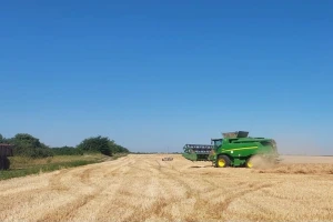 Izostalo trgovanje novim rodom pšenice, cena ječma beleži rast