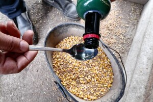 Jabukovo sirće: Poboljšava mliječnost krava, olakšava telenje, liječi mastitis?