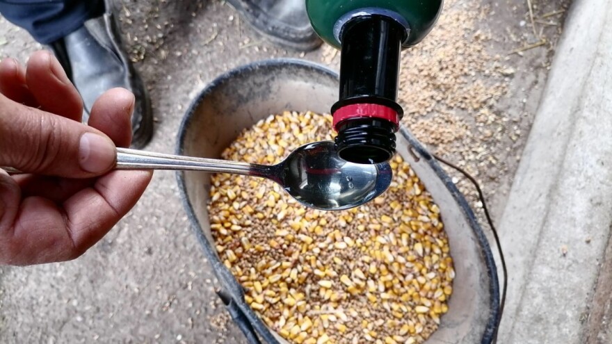 Jabukovo sirće: Poboljšava mliječnost krava, olakšava telenje, liječi mastitis?