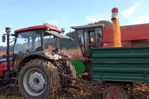 Hibridi kukuruza u sušnoj godini dali oko 10 tona zrna po hektaru