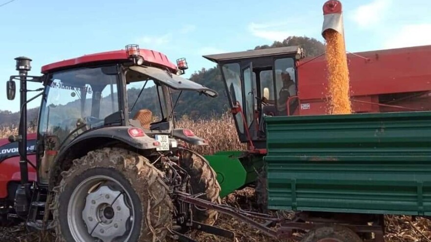 Hibridi kukuruza u sušnoj godini dali oko 10 tona zrna po hektaru
