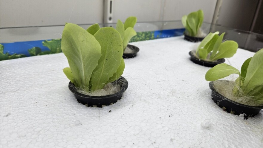 Studenti istražuju korištenje ovčje vune kao inertnog supstrat za hidroponski uzgoj