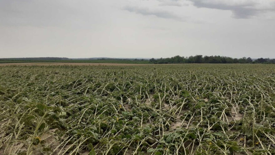 Šta je olujno nevreme donelo ratarima? Već zaduženi pred žetvu ostaju bez ičega