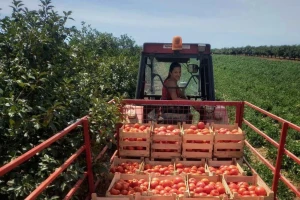 Sezona paradajza će brzo biti završena?