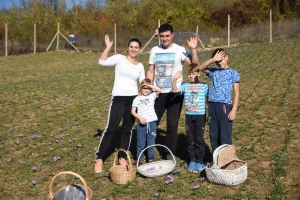 Porodica Nikolić iz Negotina prva je koja proizvodi i prodaje šafran u Srbiji