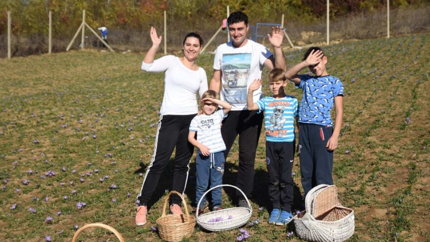 Porodica Nikolić iz Negotina prva je koja proizvodi i prodaje šafran u Srbiji