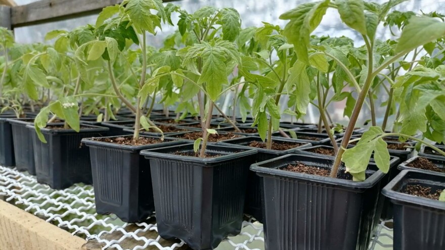 Kvalitetan rasad ne smije biti zbijen niti pregusto posađen