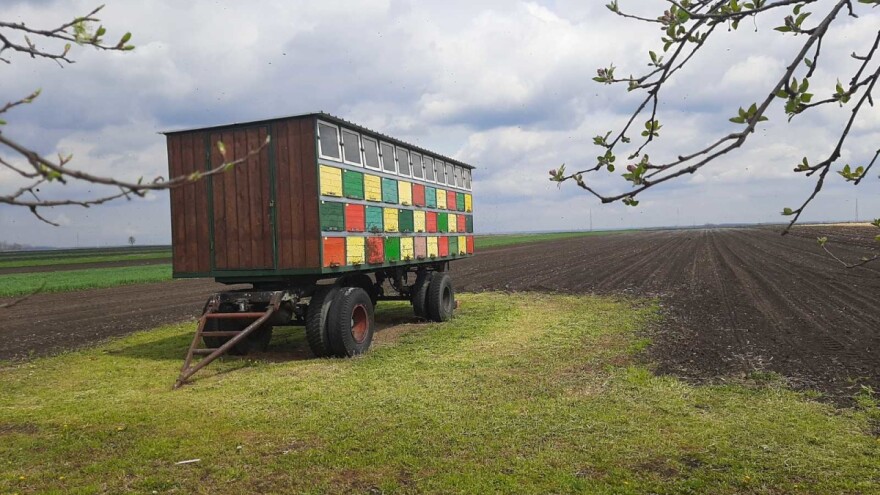 Pčelama radilicama prijaju uslovi u peščari - brže se razvijaju i oporavljaju