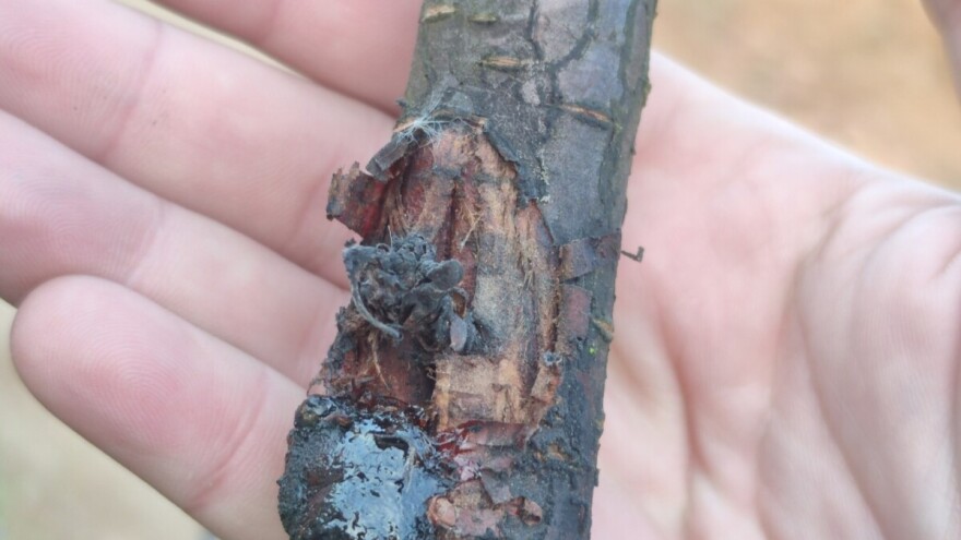 Alarm za voćare: Simptomi bakterioznog izumiranja i rak rane u zasadima višnje