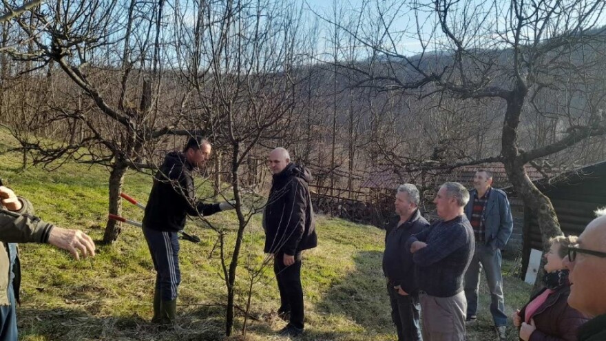 Rezidba: Iz unutrašnjosti krošnje režite jake vertikalne grane