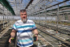Poljoprivrednik iz Maglaja neće dizati cijene presadnica - moramo svi proizvoditi