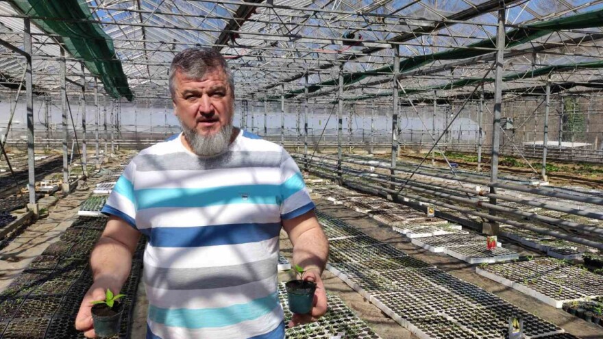 Poljoprivrednik iz Maglaja neće dizati cijene presadnica - moramo svi proizvoditi