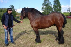 Nekoć je svaka seoska kuća imala i do pet konja, gdje su nestali Hrvatski posavci?