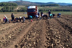 Krompir u Borikama rekordno rodio - lako će pronaći put do tržišta