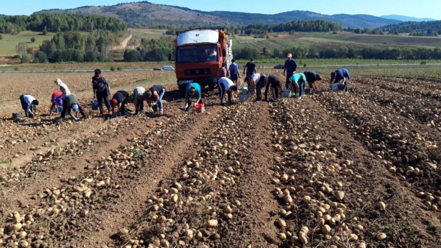 Krompir u Borikama rekordno rodio - lako će pronaći put do tržišta
