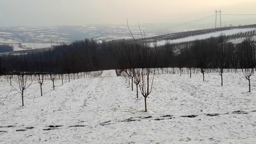 Gdje, kada i kako rezati mlada stabla šljiva?