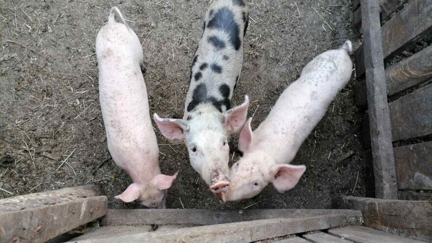 Topoli preti afrička kuga svinja - preduzimaju se mere za sprečavanje