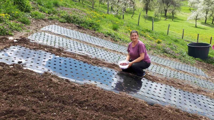 Ajvar pukne k'o halva - sami proizvedu 3.000 tegli