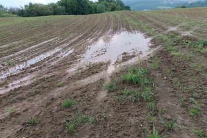 Loše vijesti za poljoprivrednike: Obilne padavine sredinom sedmice