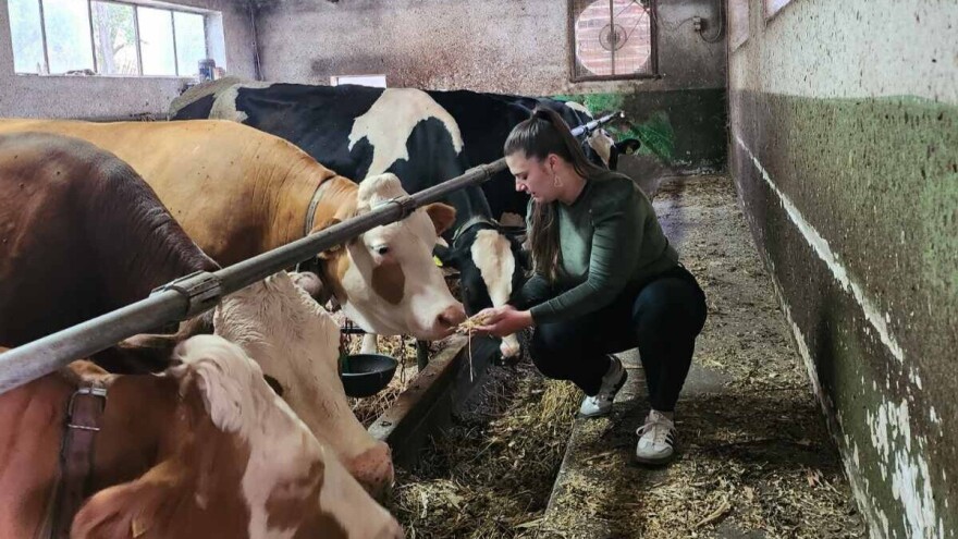 Zašto je grupisanje krava važno i kako im prilagoditi plan ishrane?