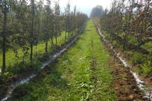 Prihrana voća: U rano proljeće stavite kreč oko stabala, a zatim i stajnjak