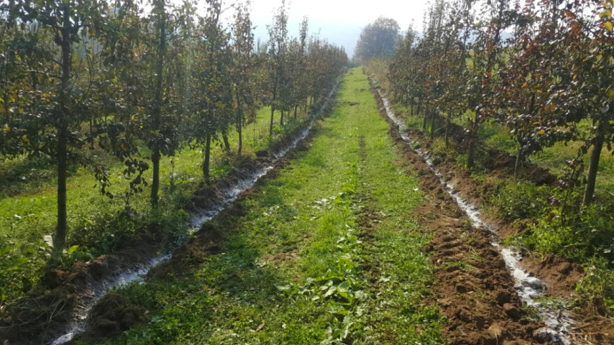 Prihrana voća: U rano proljeće stavite vapno oko stabala, a zatim i stajnjak