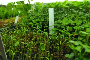 Microgreens: Od sjemena do stola za sedam dana