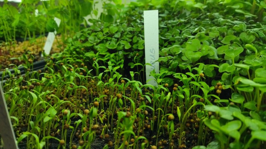 Microgreens: Od sjemena do stola za sedam dana