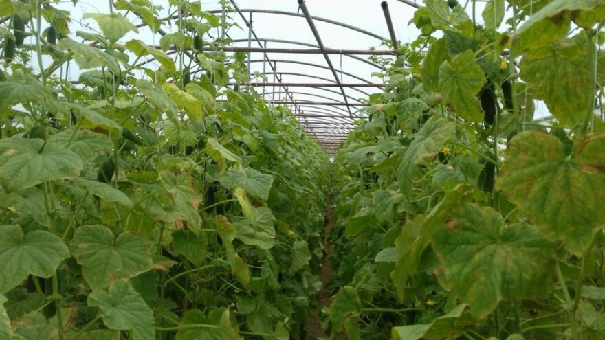 Sprečite pojavu pepelnice na usevima jednostavnim merama