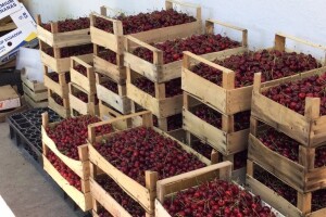 Proizvođači osuđeni na gradske nakupce voća – gajbe skuplje od trešanja