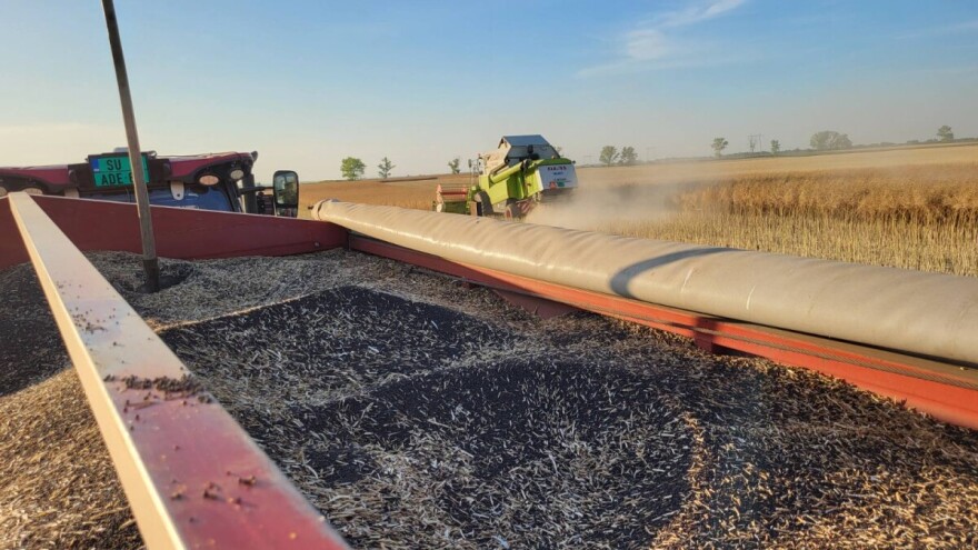 Proverili smo: Kako protiče žetva uljane repice na severu Vojvodine?