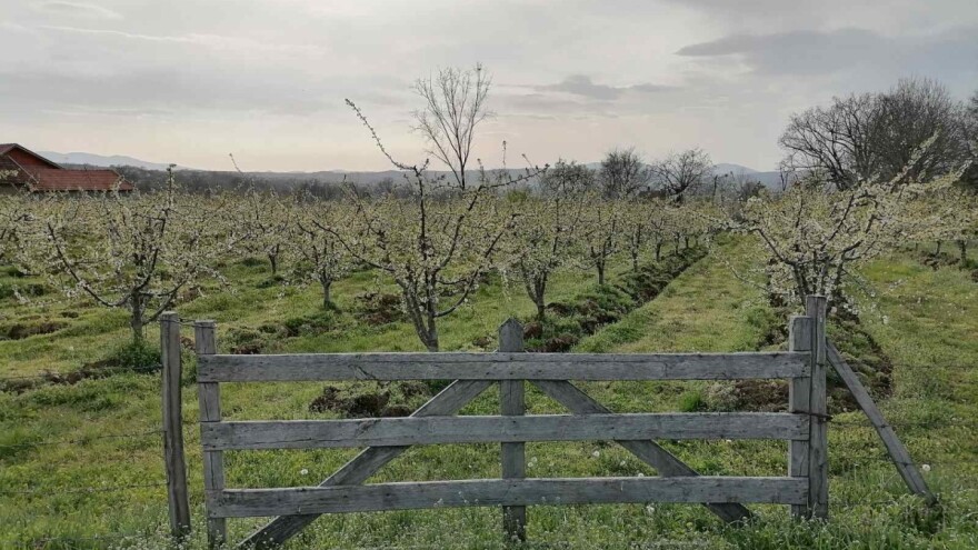 Za vikend sunčano - u zasadima koštičavog voća sušenje cvetova grana