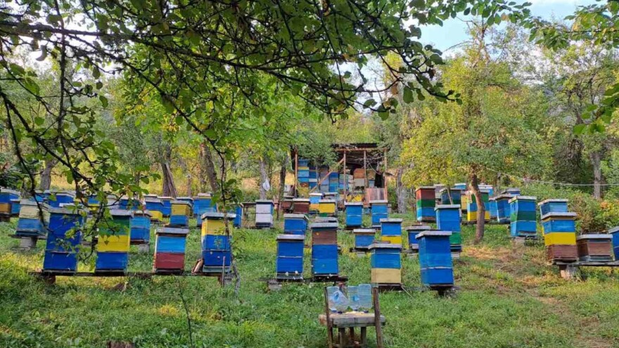 Prekomjerno rojenje pčela problem sa kojima su se susreli višegradski pčelari