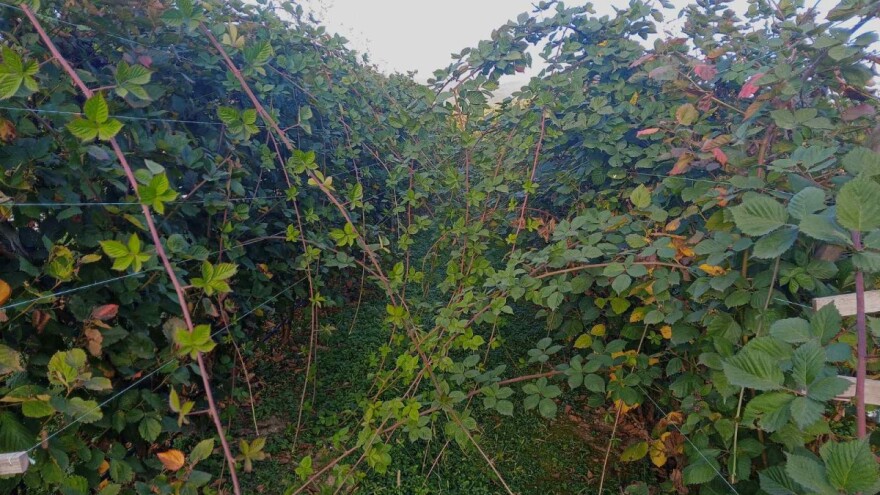 Kupina u oktobru: Kako odstraniti "mrtve" izdanke?