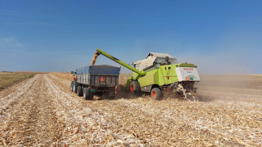 Berba kukuruza u punom jeku, prinosi razočarali. I do 60 odsto manji