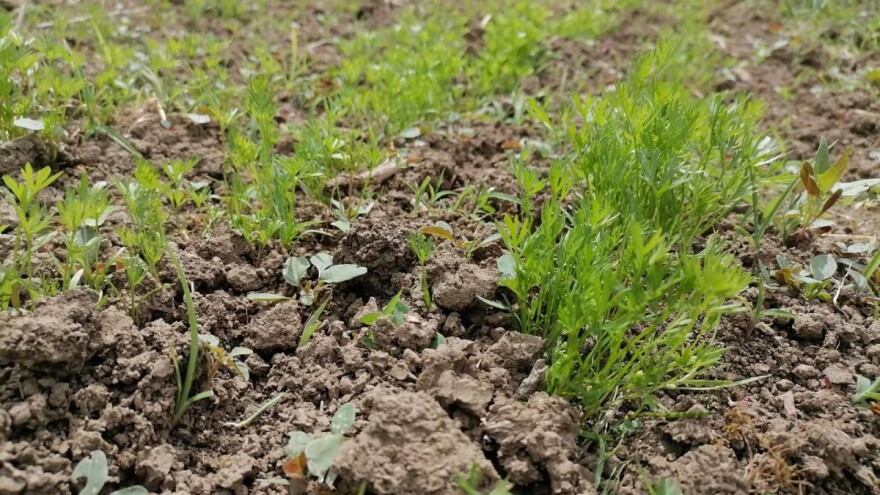 Proređivanje šargarepe obavezno kod proizvodnje u gustom sklopu