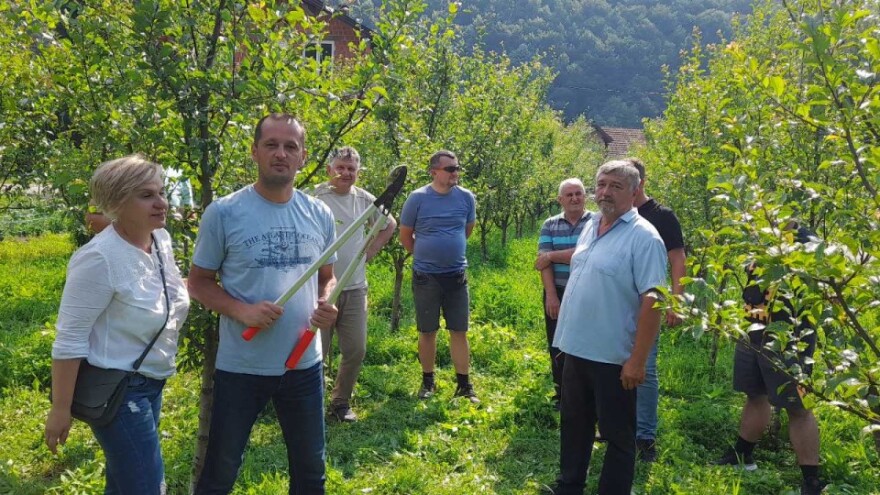 Zašto uraditi ljetnju rezidbu iako je slab rod voća?