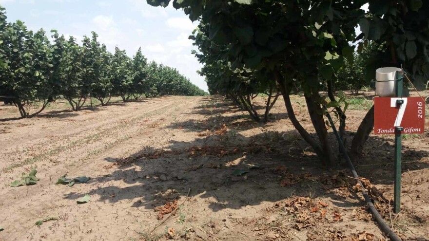 Lešnici u južnom Banatu: Kakva su iskustva voćara?