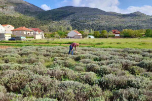 Smilje: Za jedan litar ulja treba oko 700 kilograma bilja, ipak veoma je traženo na tržištu