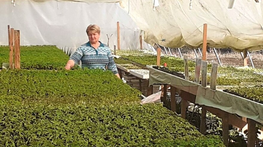 Bez zagrijavanja plastenika nemoguće je proizvesti kvalitetnu rasadu