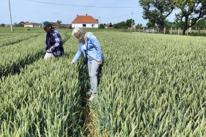 U Šapcu i okolini strna žita posejana na 30.000 hektara. Žetva ječma kreće za 15 dana