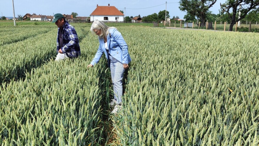 U Šapcu i okolini strna žita posejana na 30.000 hektara. Žetva ječma kreće za 15 dana