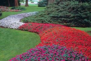 Impatiens - plijeni ljepotom i lakoćom uzgoja