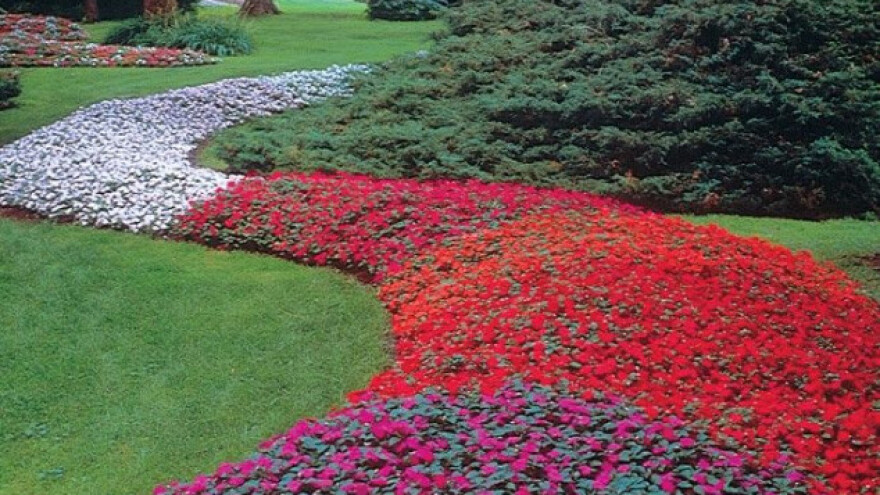 Impatiens - plijeni ljepotom i lakoćom uzgoja