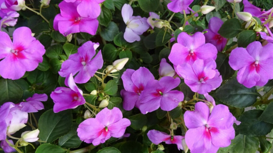 Impatiens - plijeni ljepotom i lakoćom gajenja