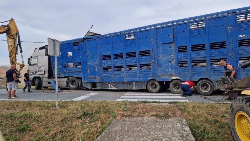 Okončana potraga za odbjeglim svinjama u Podravskoj Moslavini