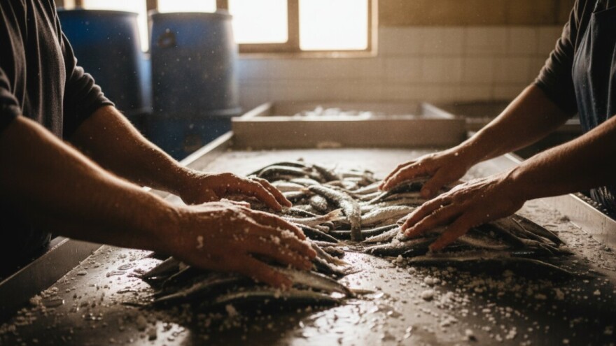 Inčuni iz Starog Grada na Hvaru zaludili talijansko tržište